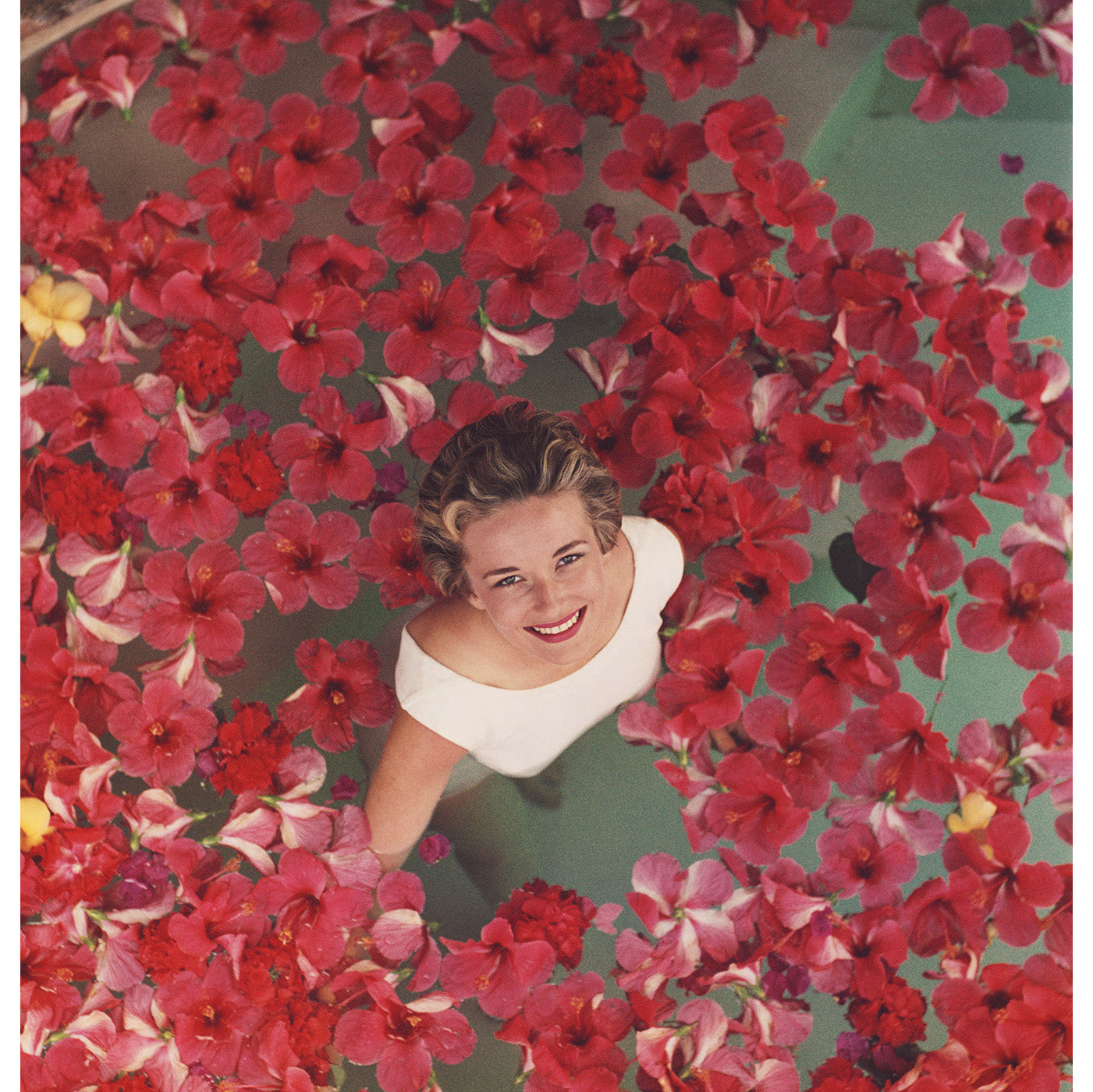slim aarons " hibiscus flowers" photograph - front view
