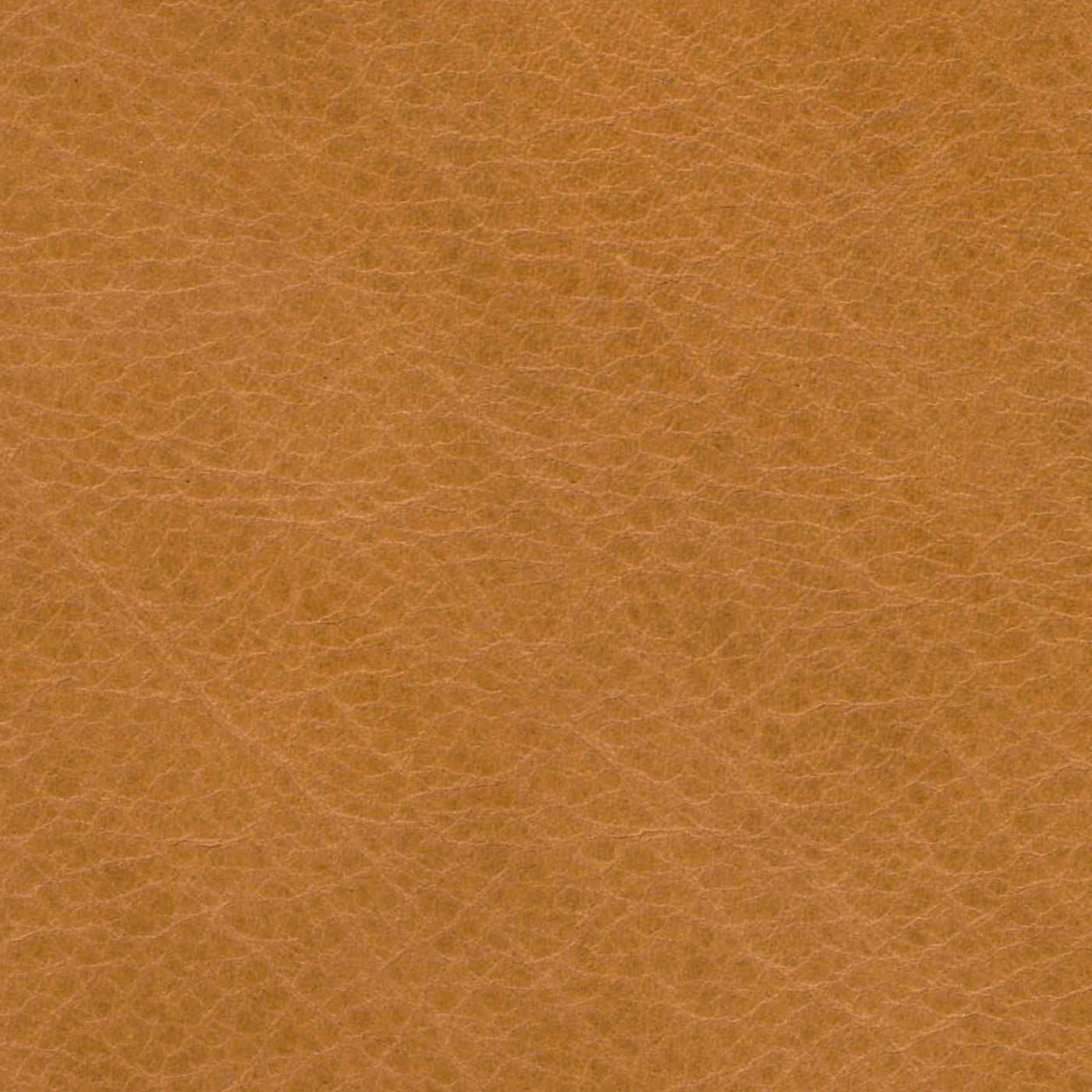 Lucia Camel