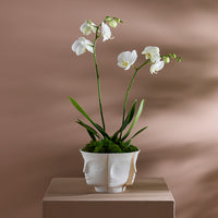 A white ceramic planter shaped like a stylized face, filled with green moss and white orchids, displayed on a beige pedestal against a warm brown background.