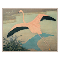 Psittacus Sulphurius - Flamingo