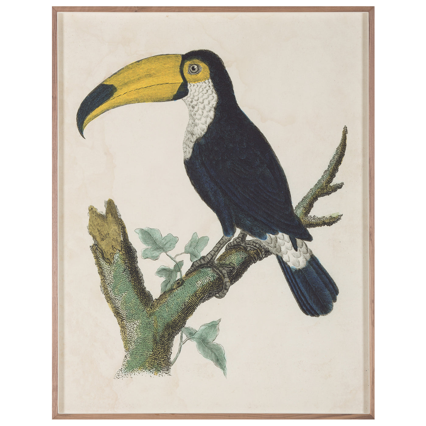 barraband toucans 1 print - front view