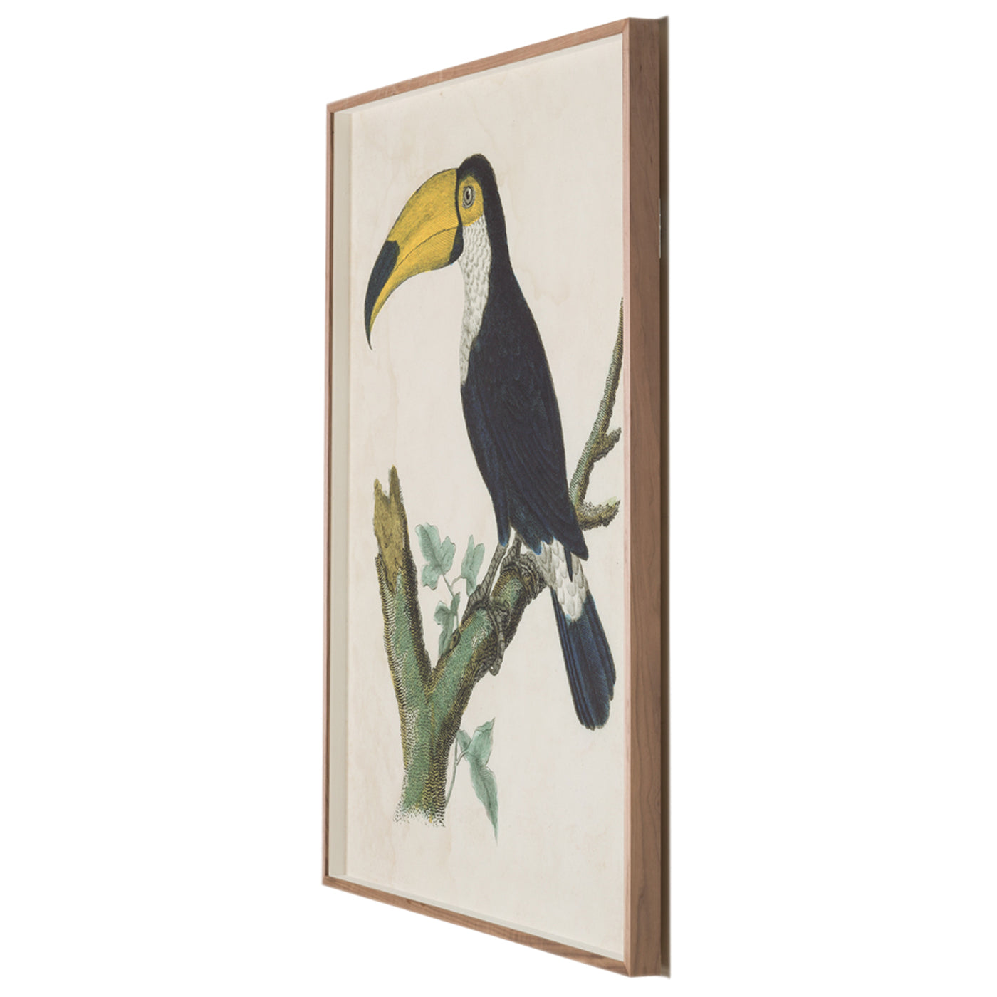 Barraband Toucans 1