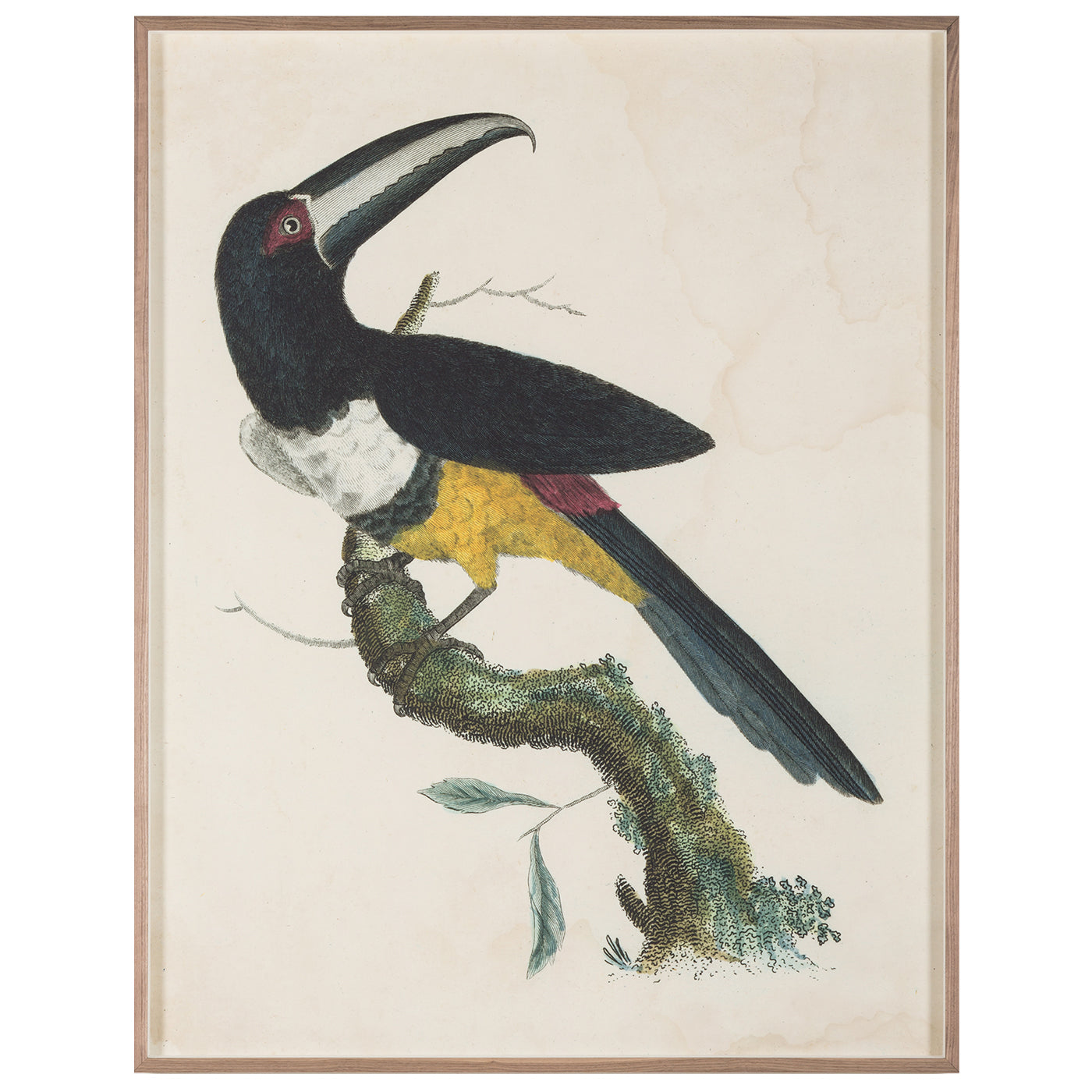 barraband toucans 2 print - front view