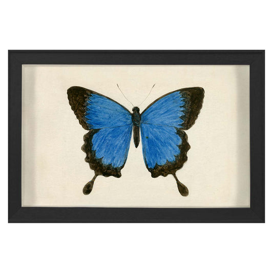 hubbard butterfly, small: 181 print - front view