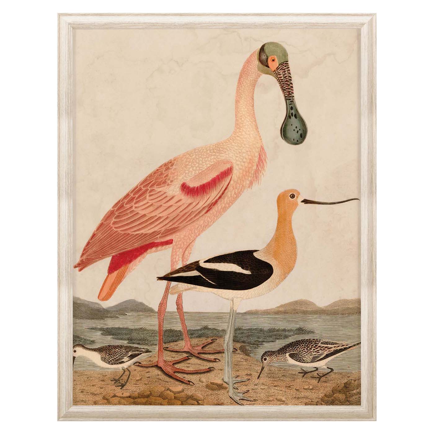warnicke spoonbill print - front view